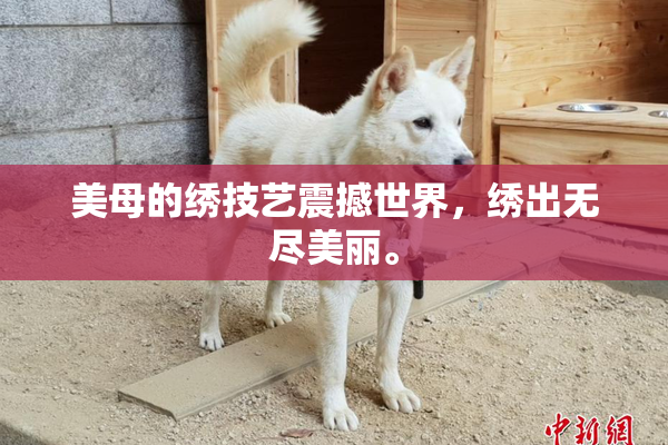 美母的绣技艺震撼世界，绣出无尽美丽。