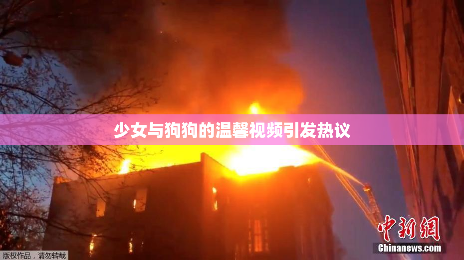 少女与狗狗的温馨视频引发热议