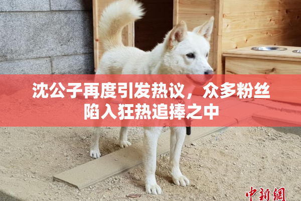 沈公子再度引发热议，众多粉丝陷入狂热追捧之中