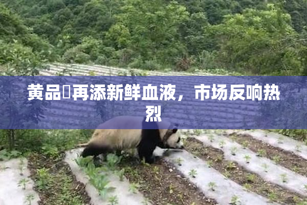 黄品匯再添新鲜血液，市场反响热烈