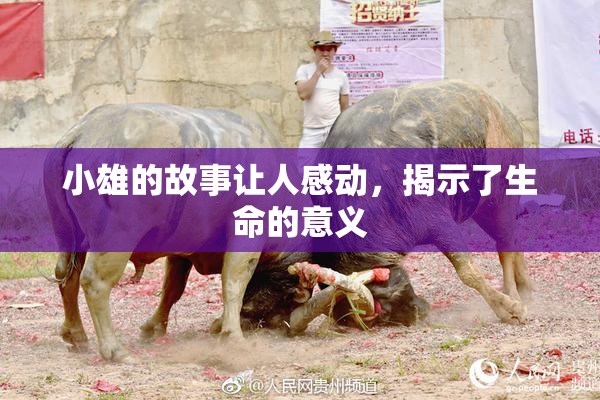 小雄的故事让人感动，揭示了生命的意义