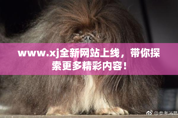 www.xj全新网站上线，带你探索更多精彩内容！