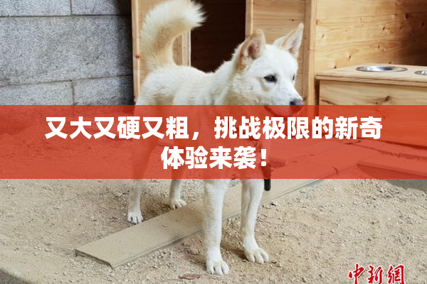 又大又硬又粗，挑战极限的新奇体验来袭！