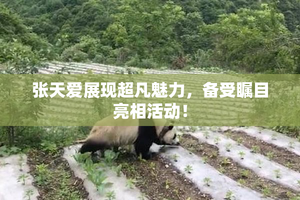 张天爱展现超凡魅力，备受瞩目亮相活动！