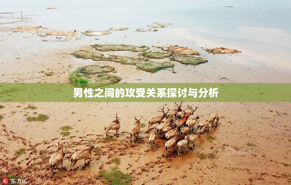 男性之间的攻受关系探讨与分析