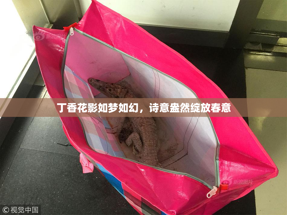 丁香花影如梦如幻，诗意盎然绽放春意