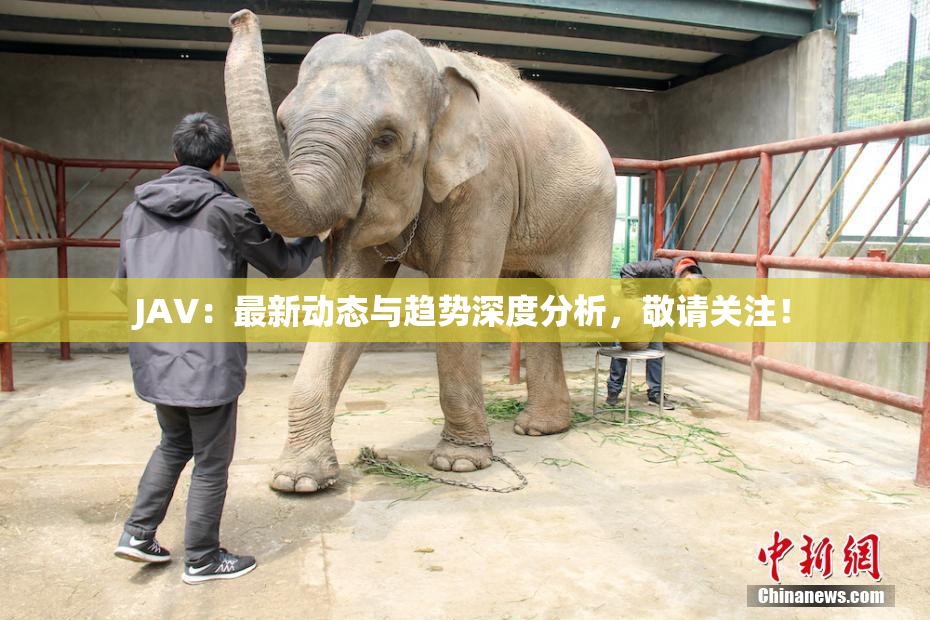 JAV：最新动态与趋势深度分析，敬请关注！