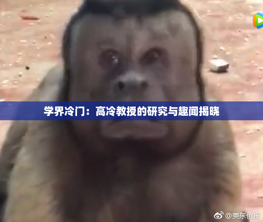 学界冷门：高冷教授的研究与趣闻揭晓