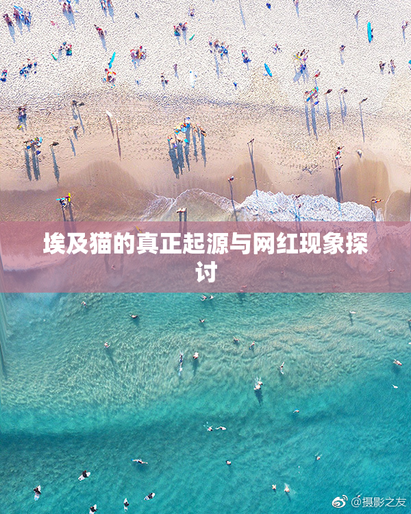 埃及猫的真正起源与网红现象探讨