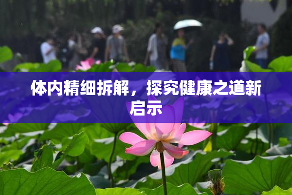 体内精细拆解，探究健康之道新启示
