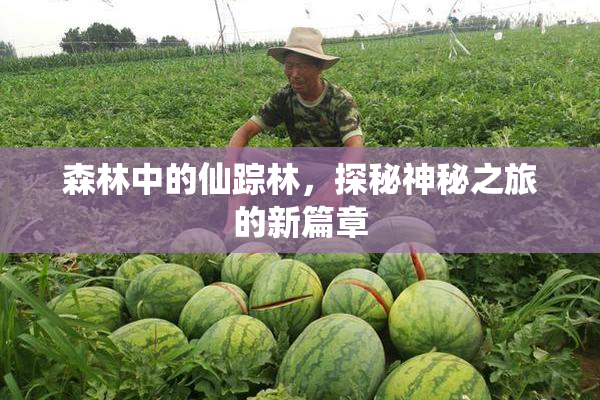 森林中的仙踪林，探秘神秘之旅的新篇章