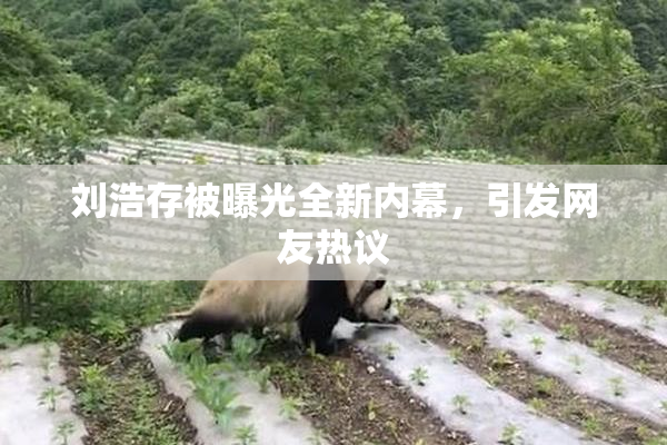 刘浩存被曝光全新内幕，引发网友热议