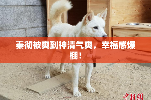 秦彻被爽到神清气爽，幸福感爆棚！