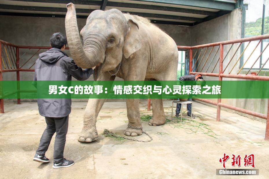 男女C的故事：情感交织与心灵探索之旅