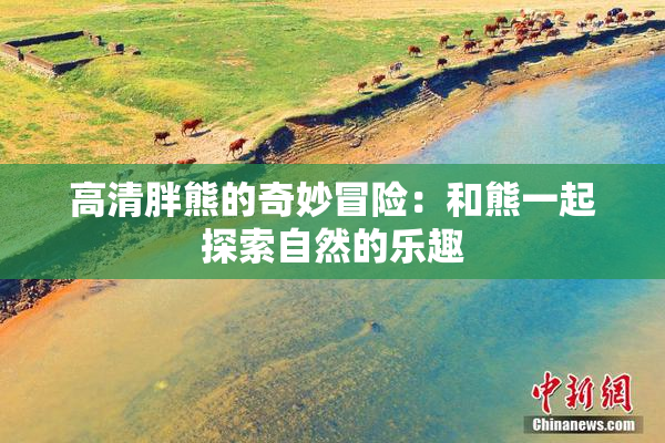高清胖熊的奇妙冒险：和熊一起探索自然的乐趣