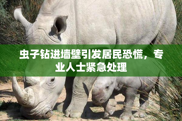 虫子钻进墙壁引发居民恐慌，专业人士紧急处理