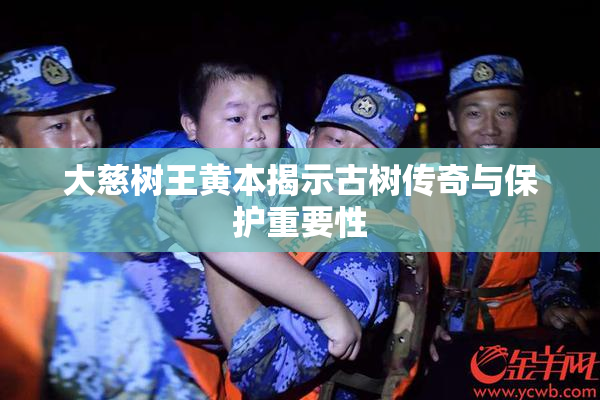 大慈树王黄本揭示古树传奇与保护重要性