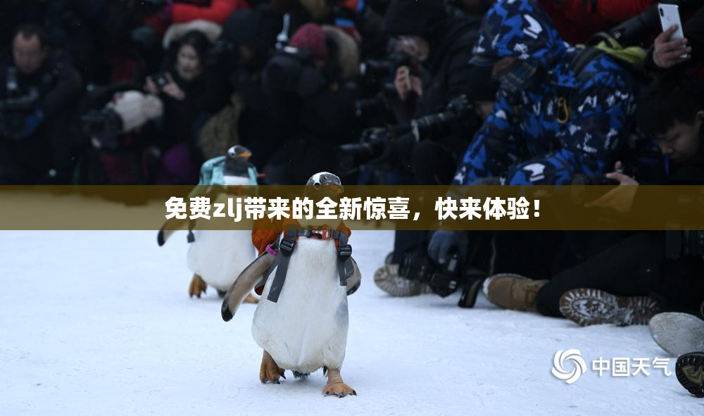 免费zlj带来的全新惊喜，快来体验！