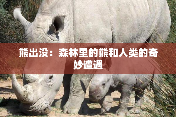 熊出没：森林里的熊和人类的奇妙遭遇