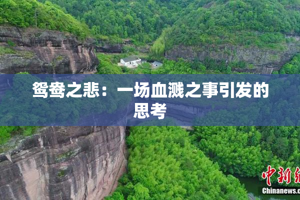 鸳鸯之悲：一场血溅之事引发的思考