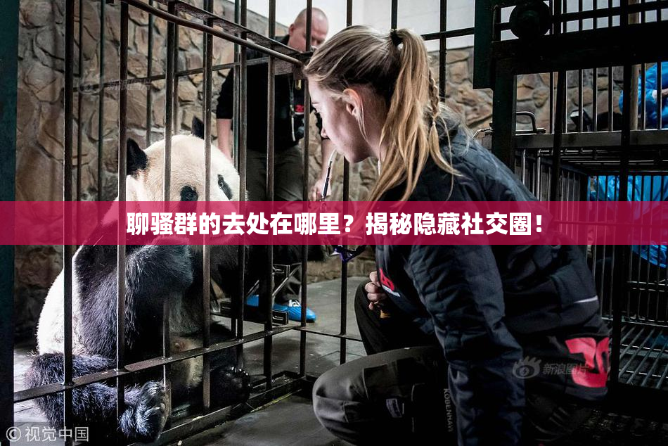 聊骚群的去处在哪里？揭秘隐藏社交圈！