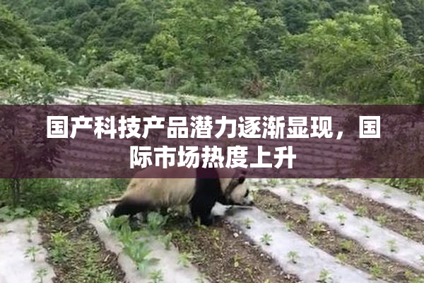 国产科技产品潜力逐渐显现，国际市场热度上升
