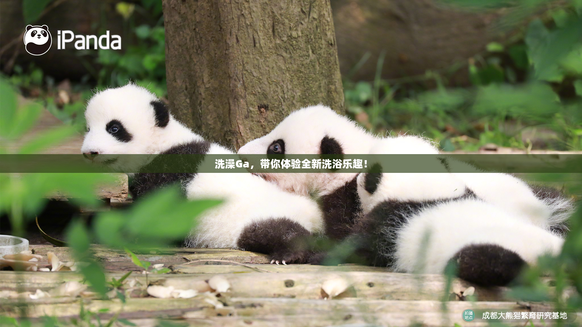 洗澡Ga，带你体验全新洗浴乐趣！