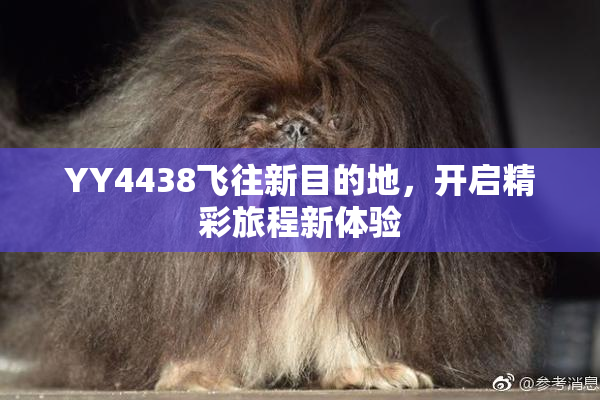 YY4438飞往新目的地，开启精彩旅程新体验