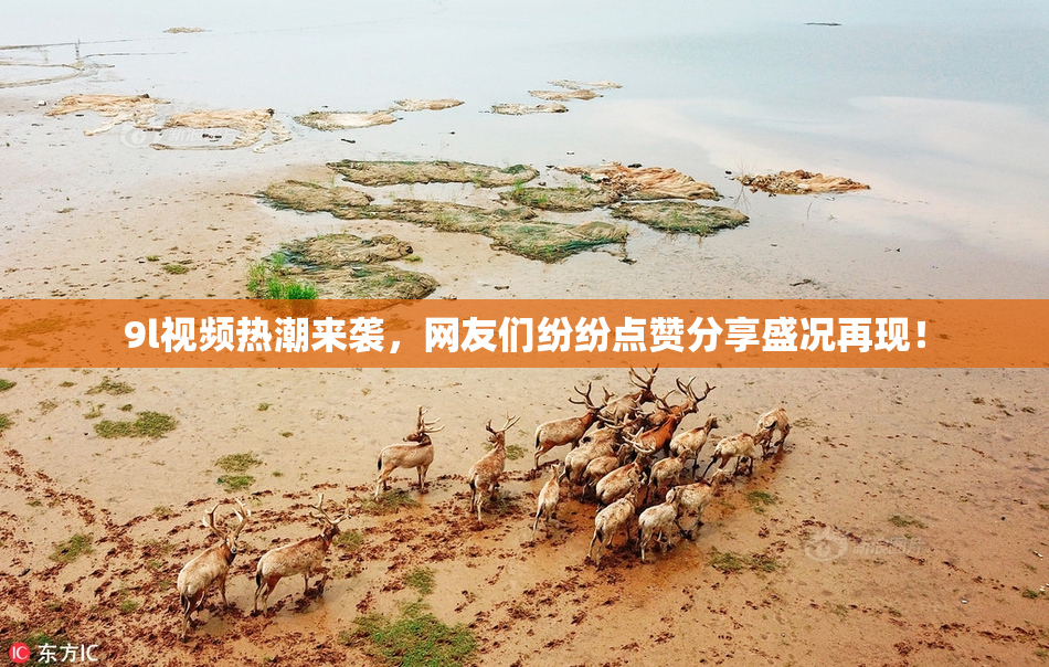 9l视频热潮来袭，网友们纷纷点赞分享盛况再现！