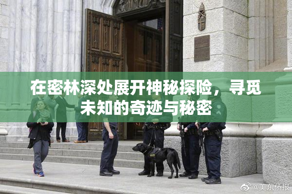 在密林深处展开神秘探险，寻觅未知的奇迹与秘密