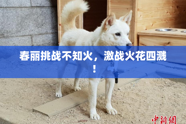 春丽挑战不知火，激战火花四溅！