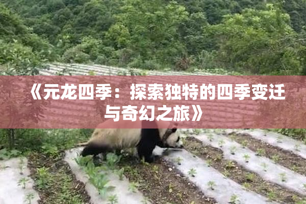 《元龙四季：探索独特的四季变迁与奇幻之旅》