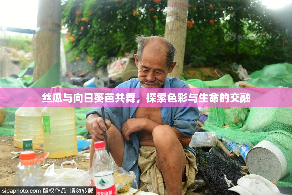 丝瓜与向日葵芭共舞，探索色彩与生命的交融