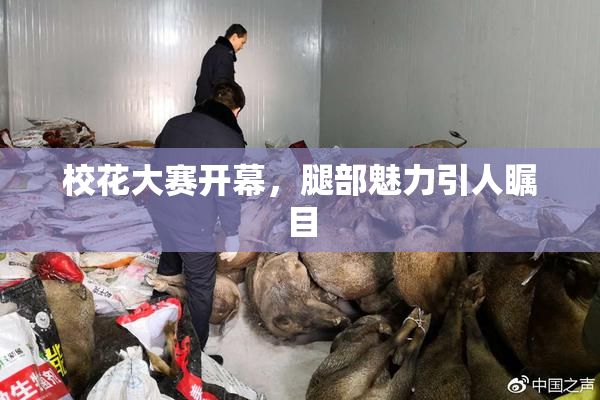 校花大赛开幕，腿部魅力引人瞩目