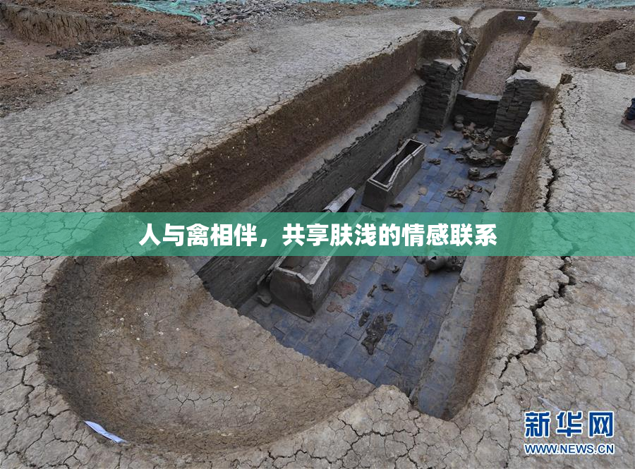 人与禽相伴，共享肤浅的情感联系