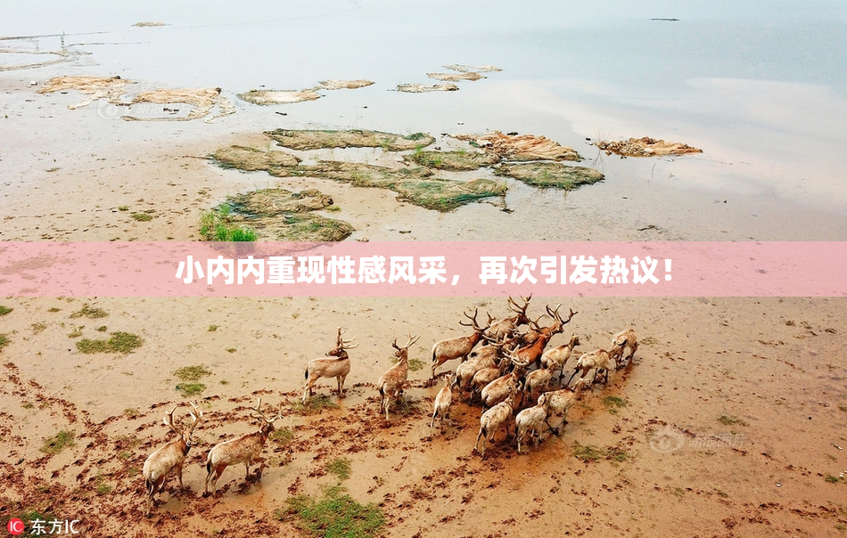 小内内重现性感风采，再次引发热议！