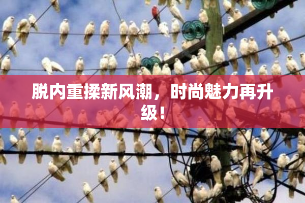 脱内重揉新风潮，时尚魅力再升级！