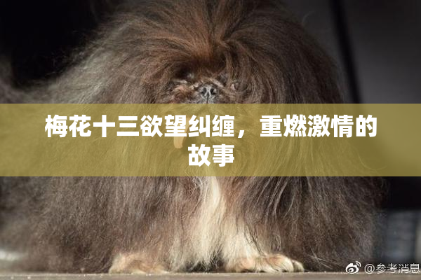 梅花十三欲望纠缠，重燃激情的故事