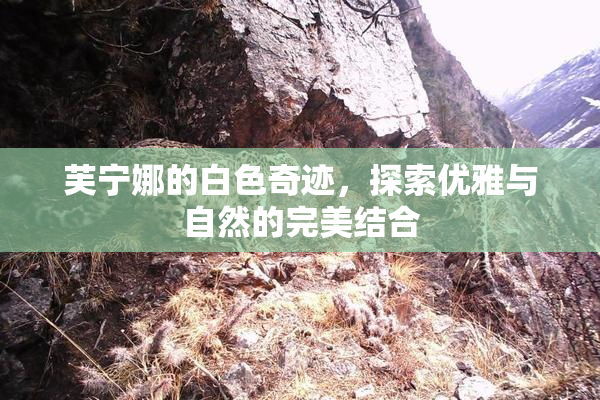芙宁娜的白色奇迹，探索优雅与自然的完美结合