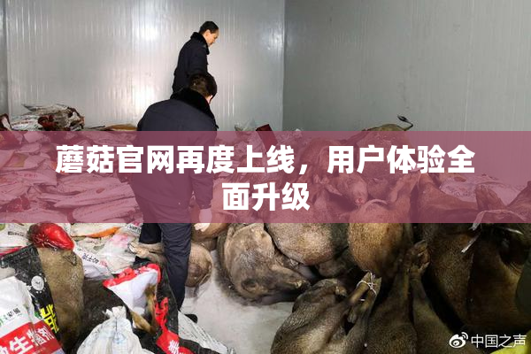 蘑菇官网再度上线，用户体验全面升级
