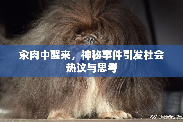 汆肉中醒来，神秘事件引发社会热议与思考