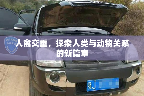 人禽交重，探索人类与动物关系的新篇章