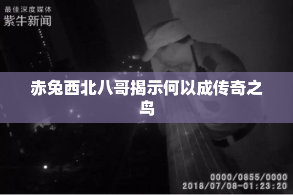 赤兔西北八哥揭示何以成传奇之鸟