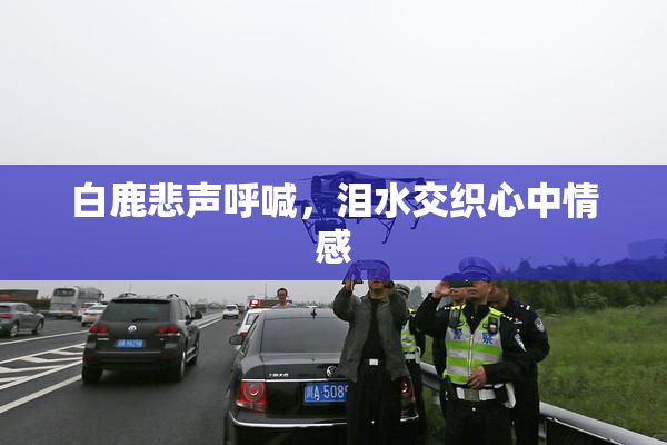 白鹿悲声呼喊，泪水交织心中情感