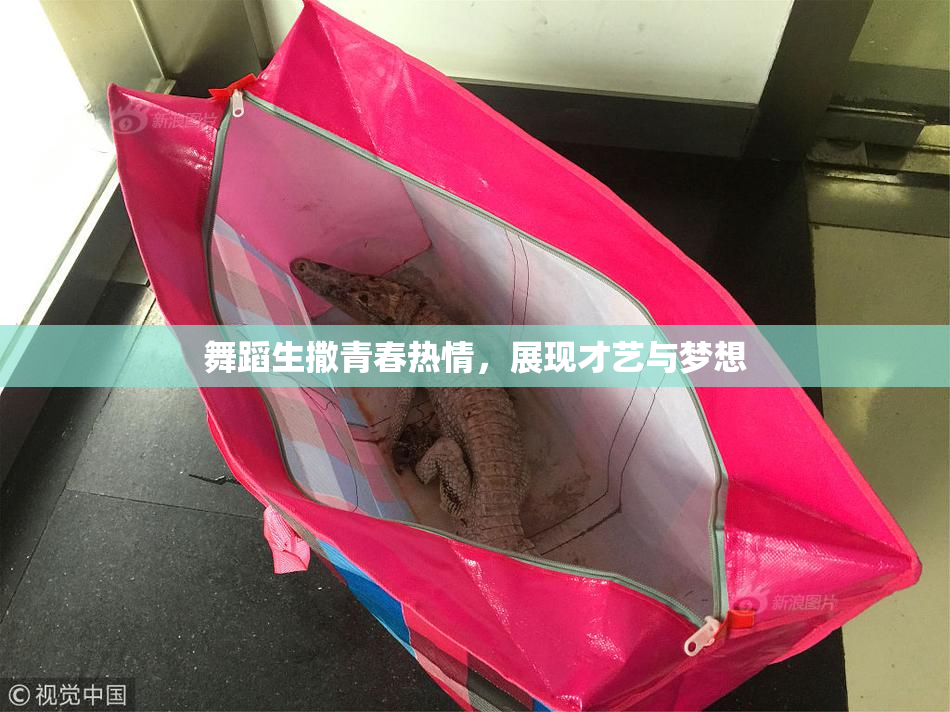 舞蹈生撒青春热情，展现才艺与梦想