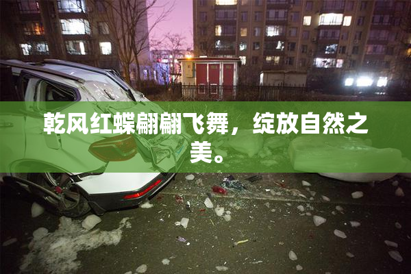 乾风红蝶翩翩飞舞，绽放自然之美。