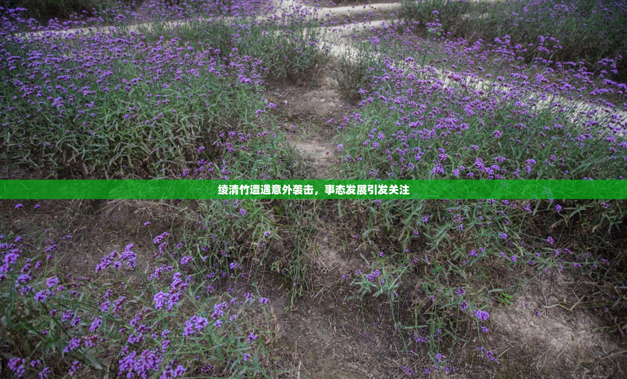 绫清竹遭遇意外袭击，事态发展引发关注