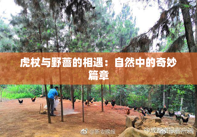 虎杖与野蔷的相遇：自然中的奇妙篇章