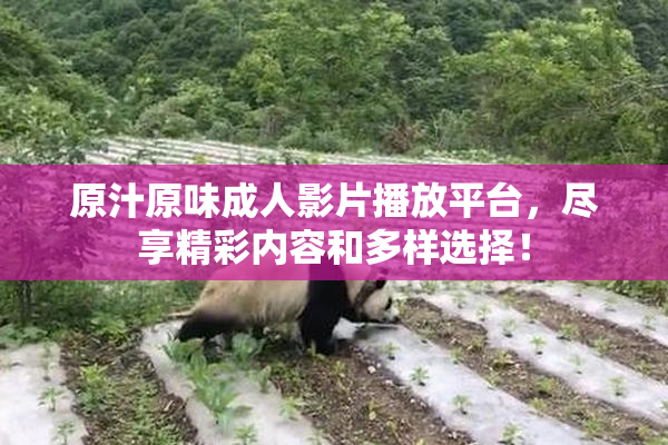 原汁原味成人影片播放平台，尽享精彩内容和多样选择！