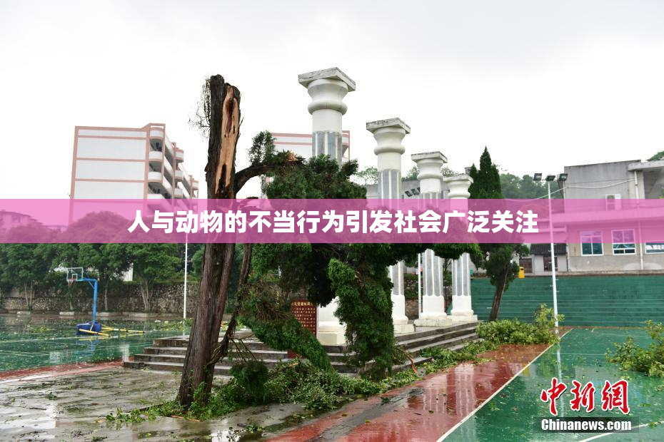 人与动物的不当行为引发社会广泛关注